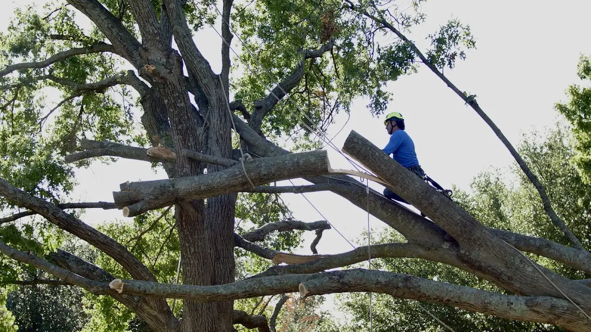 Professional Crown Thinning performed by certified arborists in New Richmond